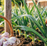 Лилии вянут за неделю — делаю 4 приема в июле: бутоны держатся до самых заморозков - ИА Eaomedia.Ru