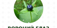 Красивые и очень ядовитые. Какие ягоды не стоит собирать в лесах Ленобласти и Карелии - фото - 47 новостей