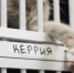 Надымский центр помощи бездомным животным «Лучик» переживает кошачий апокалипсис - ГТРК Ямал