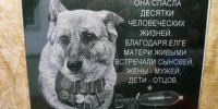 «Такой собаки больше не будет»: на Кубани установлен памятник овчарке Елге - Югополис