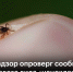 image - Газета Балтийский луч