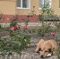 Орловский суд взыскал с чиновников компенсацию за нападение дворняги - OrelGrad.Ru