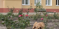 Орловский суд взыскал с чиновников компенсацию за нападение дворняги - OrelGrad.Ru