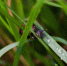 В Карелии на выходных ожидается контрастная погода: от тепла до сильных дождей и похолодания - StolicaOnego.Ru