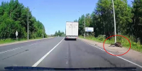 Очевидцы сняли на видео тушу лося на обочине Ухтинского шоссе под Сыктывкаром - ИА Комиинформ