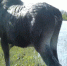 лось в Лапландии - ИА Nord-News.Ru