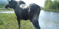 лось в Лапландии - ИА Nord-News.Ru