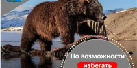 Случаи выхода медведей к людям участились в Усть-Камчатском округе  - KamchatkaMedia.Ru