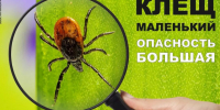 Осторожно – клещи! Памятка для детей и взрослых. - Северо-Енисейский муниципальный округ