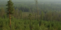 За сутки в Якутии потушено 4 лесных пожара - Yakutia-Daily.Ru