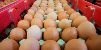 Аналитик назвала рекордно подешевевшие в июне продукты - Кингисепп-сегодня.рф