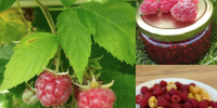 Малина: как сохранить вкус лета до зимы? - ТК ТОЛЬЯТТИ 24