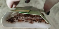 От нашествия тараканов страдают жильцы дома в Берёзовском - Четвертый канал