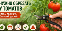 НУЖНО ЛИ ОБРЫВАТЬ ЛИСТЬЯ У ТОМАТОВ - Газета Приозерские ведомости