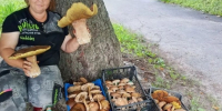 В лесу под Курском нашли грибы-гиганты весом 1,4 килограмма - Друг для Друга
