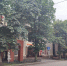 Воронежский общественник попросил власти спасти каштановые улицы города - Bloknot-Voronezh.Ru