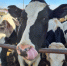 Интересные факты о коровах. - Агентство ветеринарии и племенного животноводства