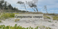 Суккуленты побережья Белого моря - Центр природопользования и охраны окружающей среды