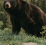 Охотникам Амурской области выдают разрешения на охоту - Amur.Life