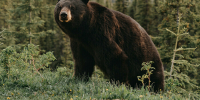 Охотникам Амурской области выдают разрешения на охоту - Amur.Life
