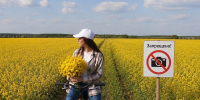 Вологодские поля страдают от любителей эффектных кадров и гонок - OnlineVologda.Ru
