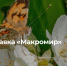 1 - Новый Компаньон