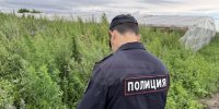 В Мензелинском районе выявили восемь очагов дикорастущей конопли - Мензеля