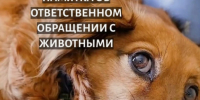 Об ответственном обращении с животными - Город Волгореченск