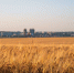 Уборочная кампания стартовала в Губкинском округе - Gubkin.City