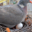 В Великобритании голубь проник в ванную комнату и свил гнездо в косметичке - M24.Ru