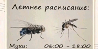 Куда делись комары этим летом - Газета Новости Кунгурского края