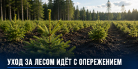 Лесхозы Липецкой области перевыполнили план ухода за молодыми лесами - Газета Задонская правда