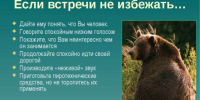 Если встречи с медведем не избежать. - Город Шарыпово