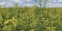 В Калужской области на 34% вырос экспорт агропромышленной продукции - Калужский перекрёсток
