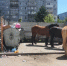 На улице Кибальчича снова паслись лошади - Калужский перекрёсток