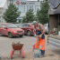 зебра светофор сатурн - Рыбинские Известия