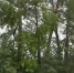 Видео - ТВН
