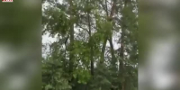 Видео - ТВН
