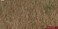 Видео - ТВН