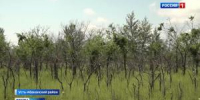 Вязы под угрозой - Вести Хакасия
