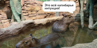 Капибары-прорицательницы из Воронежа предсказали победителя Чемпионата мира по футболу - Bloknot-Voronezh.Ru