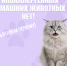 «Гипоаллергенных» домашних животных не бывает! 1 - Медицинский колледж