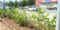 Живые зелёные изгороди высаживают на улицах Магадана - Kolyma.Ru
