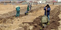Забайкальский край занимает лидирующие позиции по лесовосстановлению в России - Baikal24.Ru