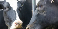 1,7 тыс. т кормовой продукции ввезли в Волгоградскую область - Газета Городские вести