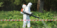 В Парфеньевском округе прошёл второй этап борьбы с борщевиком - Газета Парфеньевский вестник