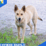 Не трогайте животных: почему это важно для вашей безопасности - Управление ветеринарии