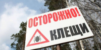 243 случая присасывания клещей зафиксировано в Бугульминском районе Татарстана - Бугульминская газета