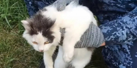Появилось видео задержания кота-наркокурьера - Gubdaily.Ru