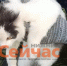 Кота с наркотиками задержали в нижегородской колонии - ИА Нижний сейчас